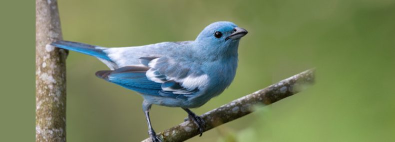Blog: Never Turn Your Back on a Bluebird